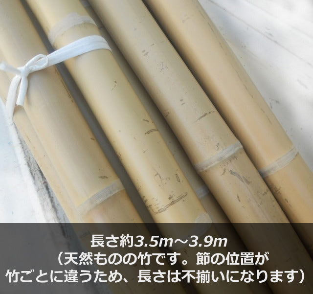 棒引き用竹 直径約5㎝×長さ約3.5～3.9m【1本】
